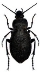 Картинки по запросу зображення комах